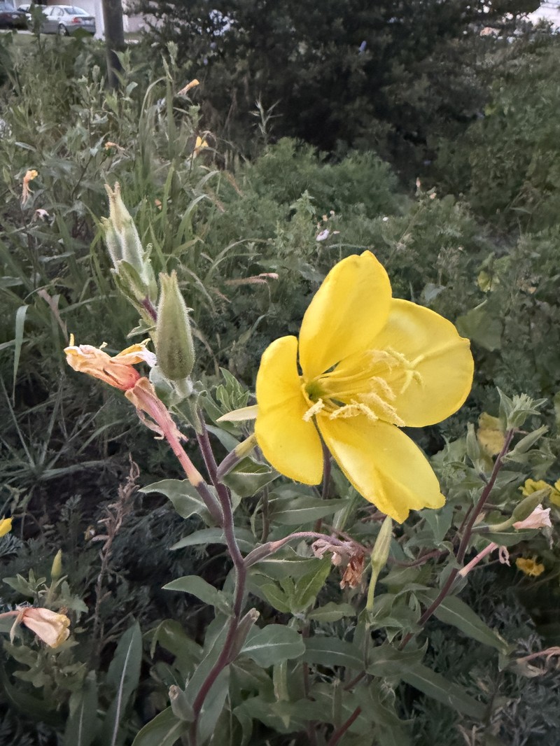 Oenothera elata subsp. hirsutissima photo 3