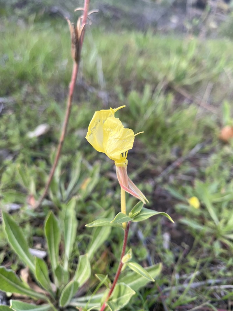 Oenothera elata subsp. hirsutissima photo 4