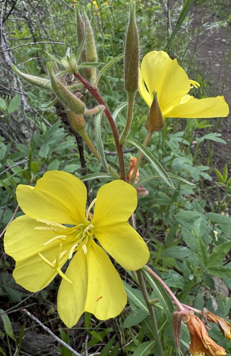 Oenothera elata subsp. hirsutissima photo 5