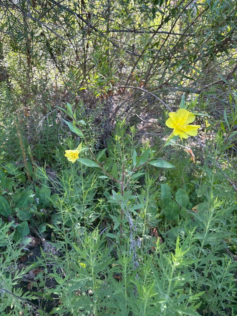 Oenothera elata subsp. hirsutissima photo 6