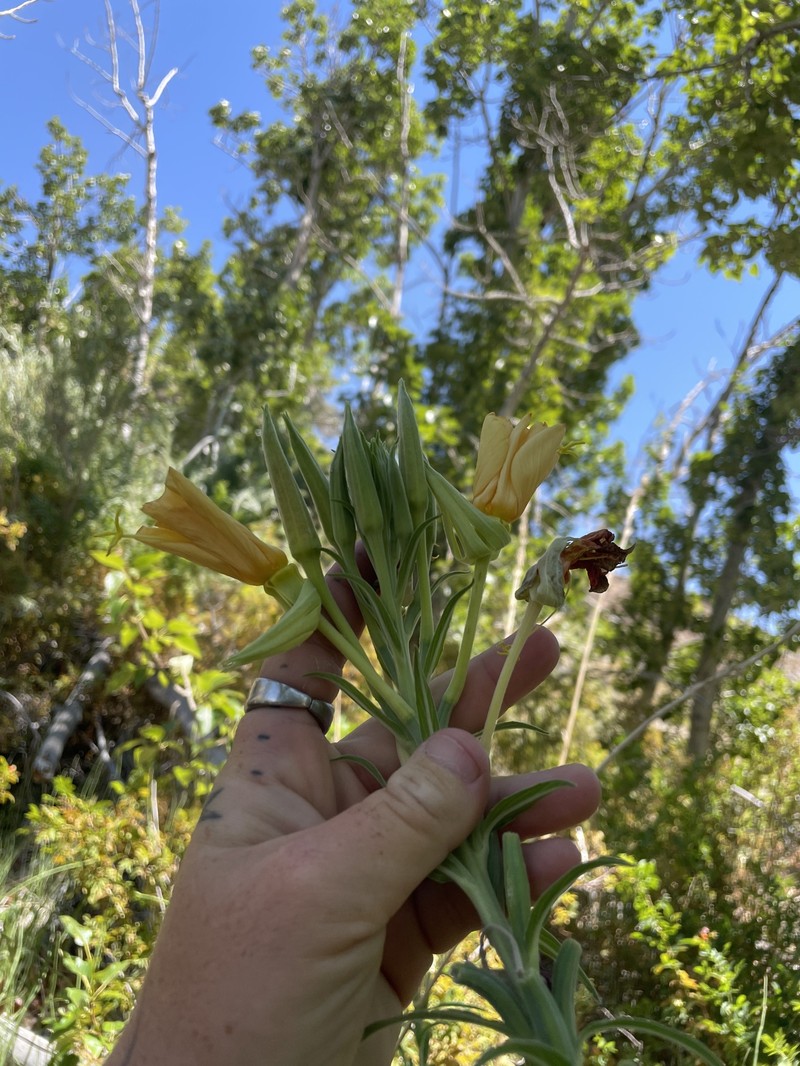 Oenothera elata subsp. hirsutissima photo 7