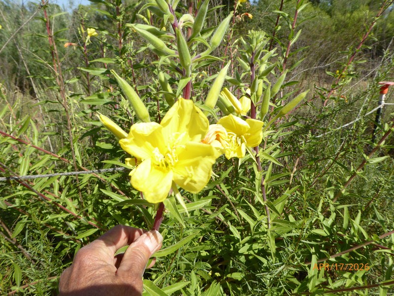 Oenothera elata subsp. hookeri