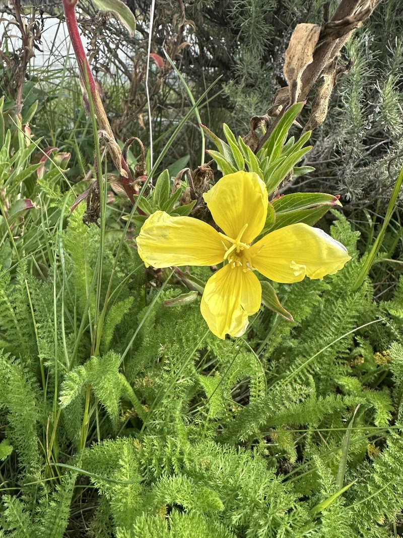 Oenothera elata subsp. hookeri photo 2