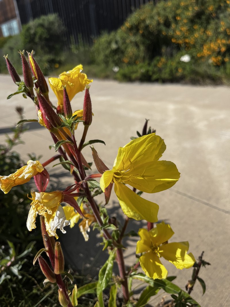 Oenothera elata subsp. hookeri photo 3