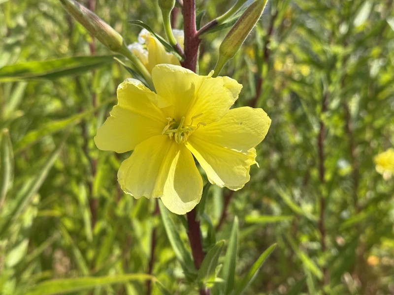 Oenothera elata subsp. hookeri photo 4