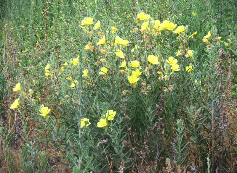 Oenothera elata subsp. hookeri photo 5