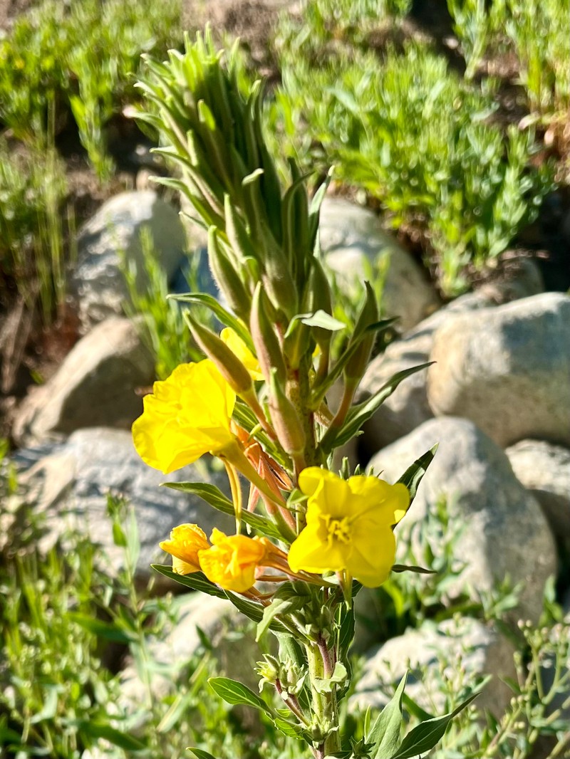 Oenothera elata subsp. hookeri photo 6