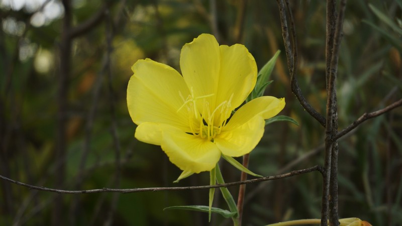 Oenothera elata subsp. hookeri photo 7
