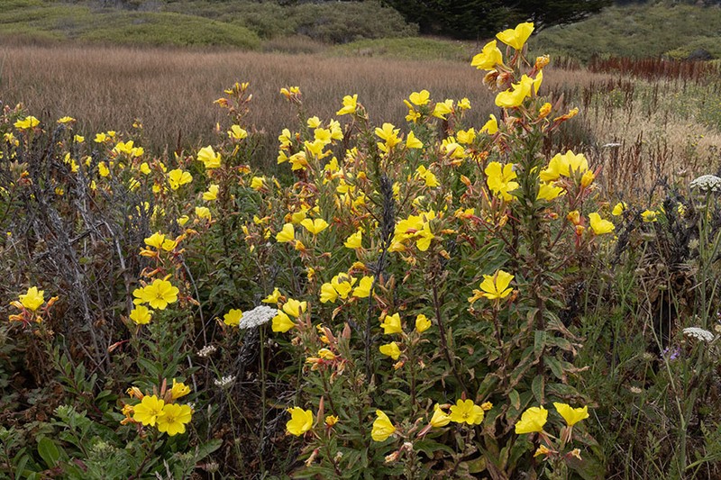 Oenothera elata subsp. hookeri photo 8