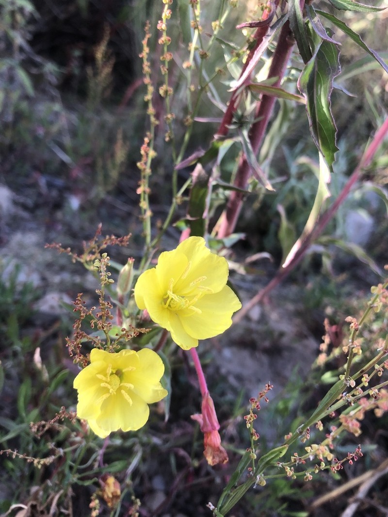 Oenothera elongata