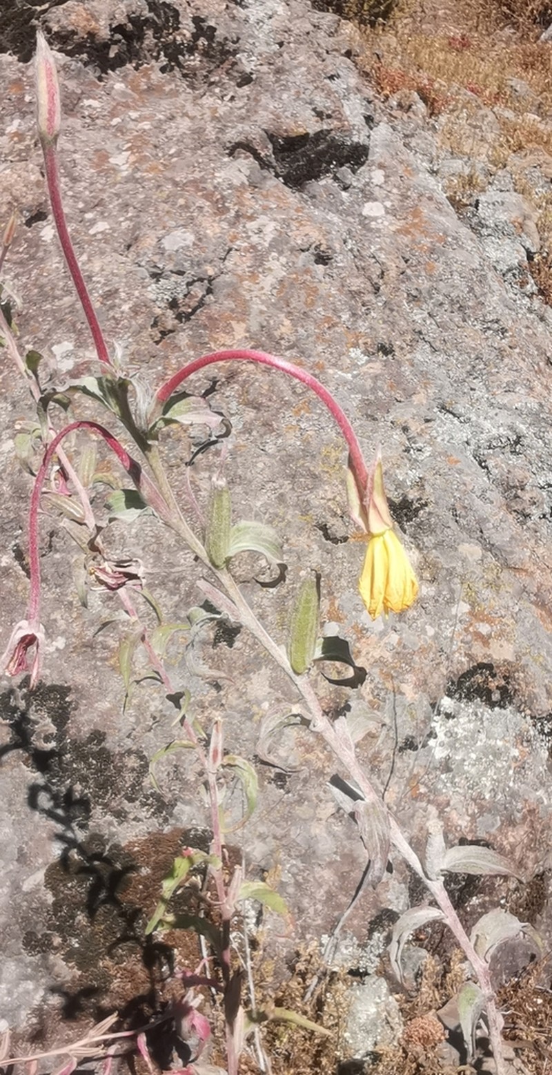 Oenothera elongata photo 2