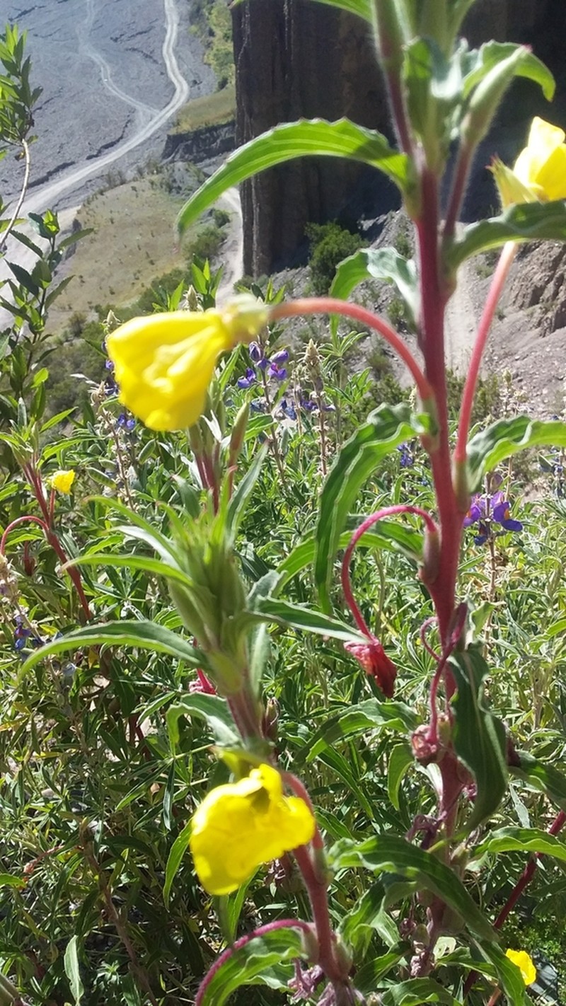Oenothera elongata photo 3