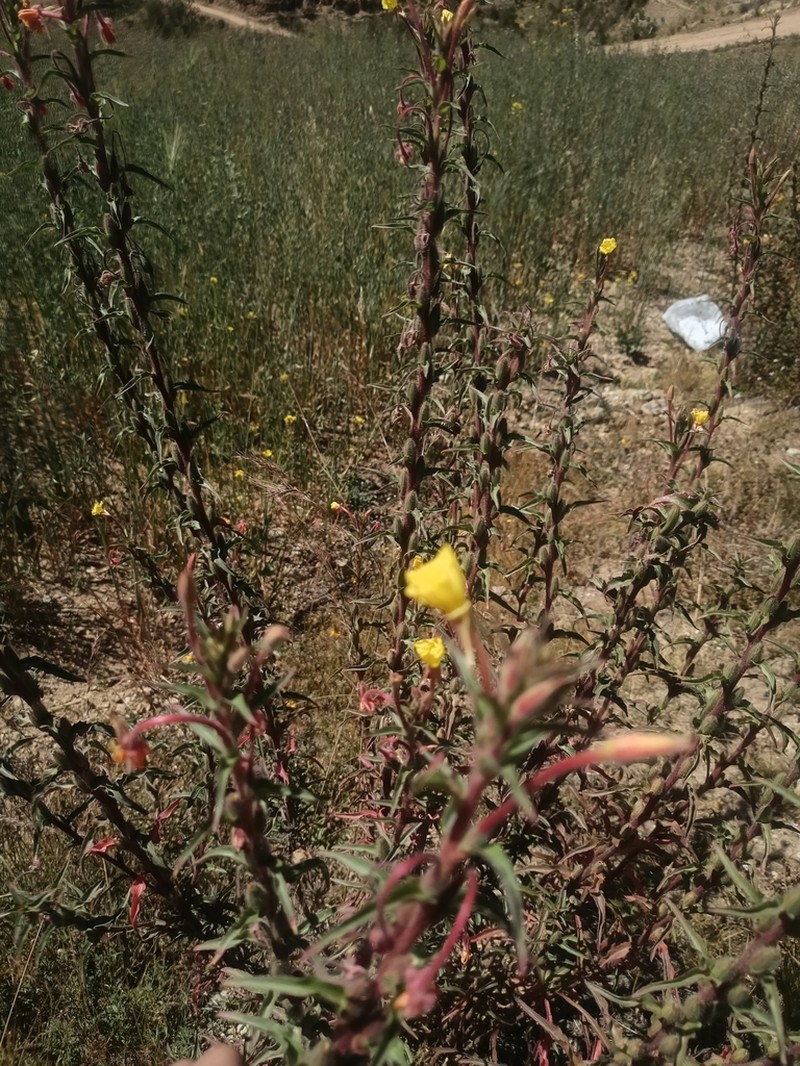 Oenothera elongata photo 4