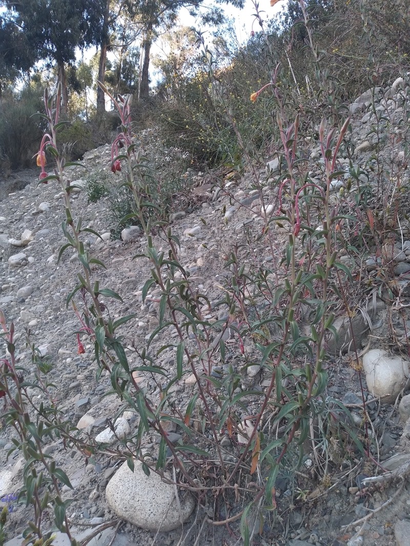 Oenothera elongata photo 5