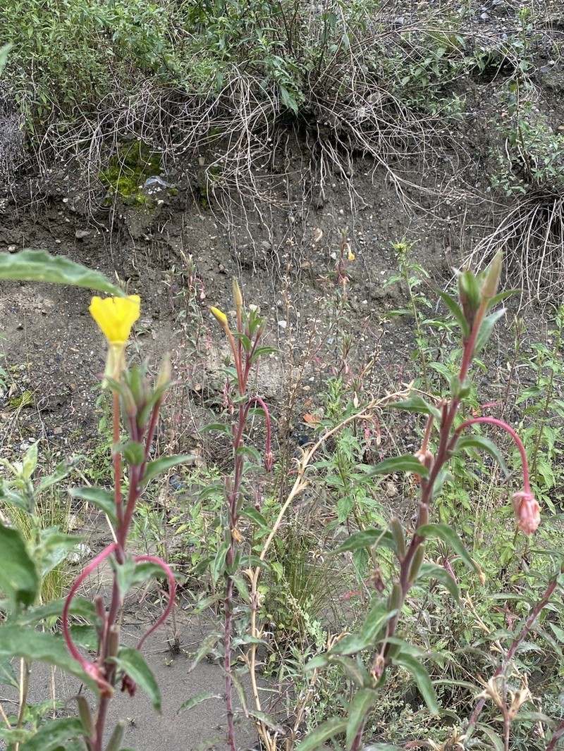 Oenothera elongata photo 6