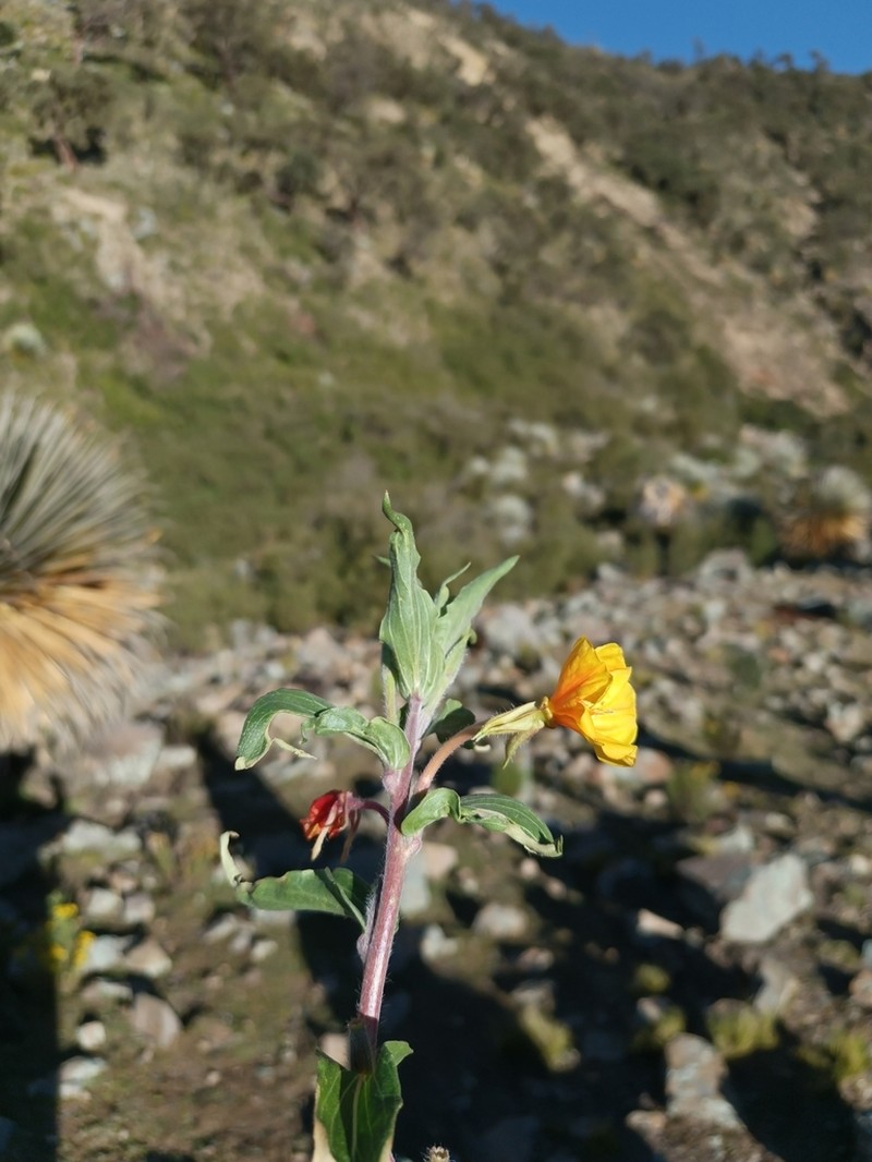 Oenothera elongata photo 7