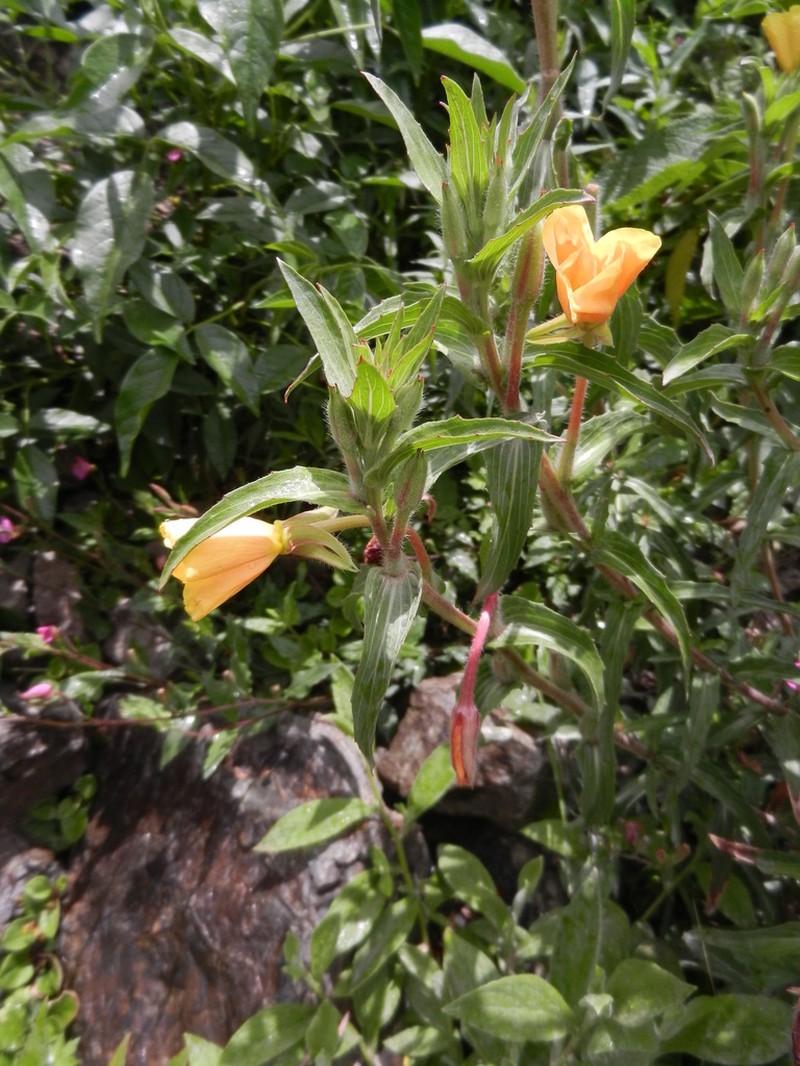 Oenothera elongata photo 8
