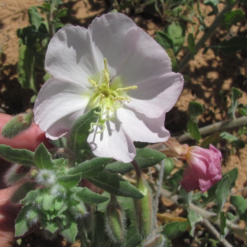 Engelmann's Evening Primrose