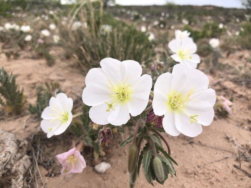 Engelmann's Evening Primrose photo 2