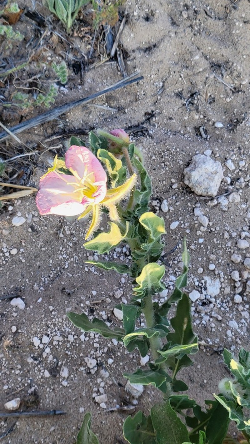 Engelmann's Evening Primrose photo 3