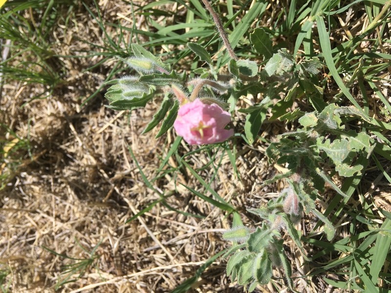 Engelmann's Evening Primrose photo 4