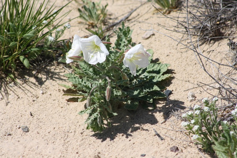 Engelmann's Evening Primrose photo 5