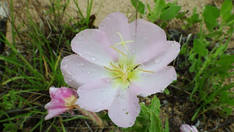 Engelmann's Evening Primrose photo 6