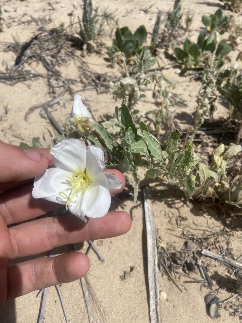 Engelmann's Evening Primrose photo 7