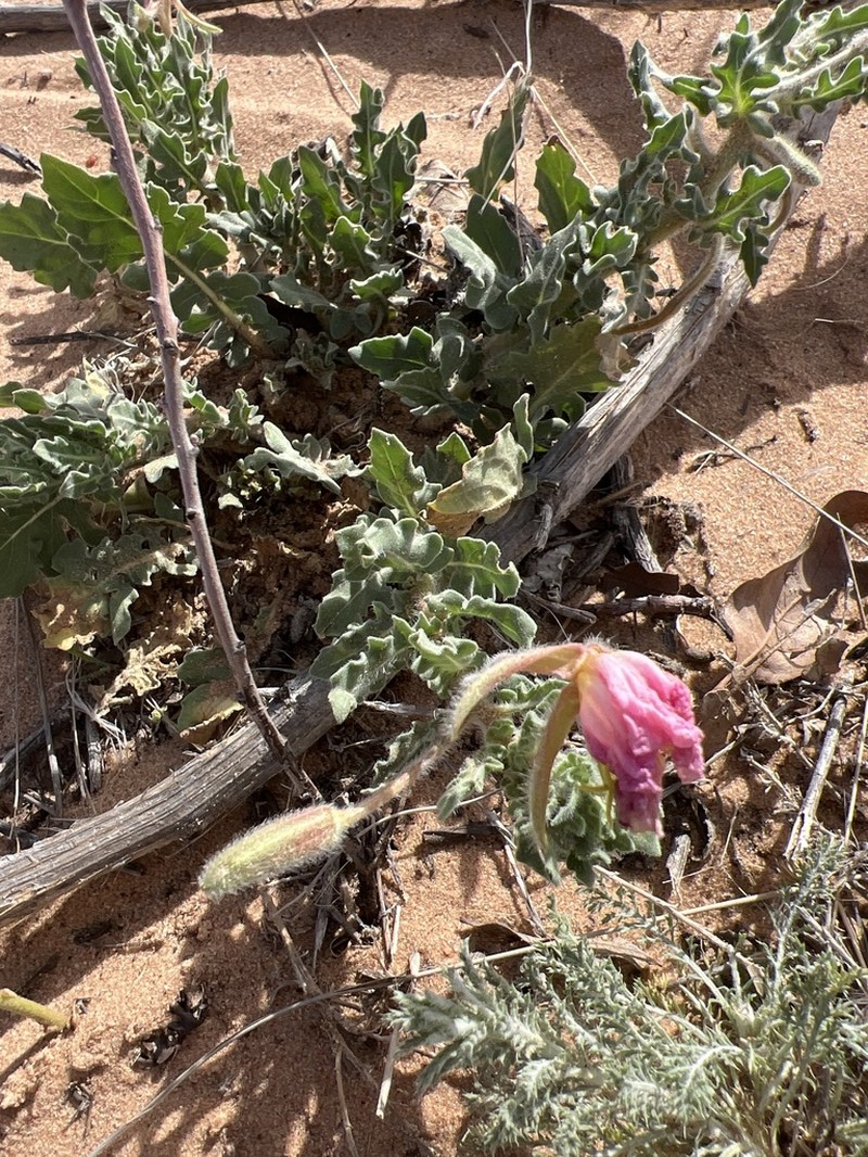 Engelmann's Evening Primrose photo 8