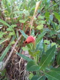 Oenothera epilobiifolia