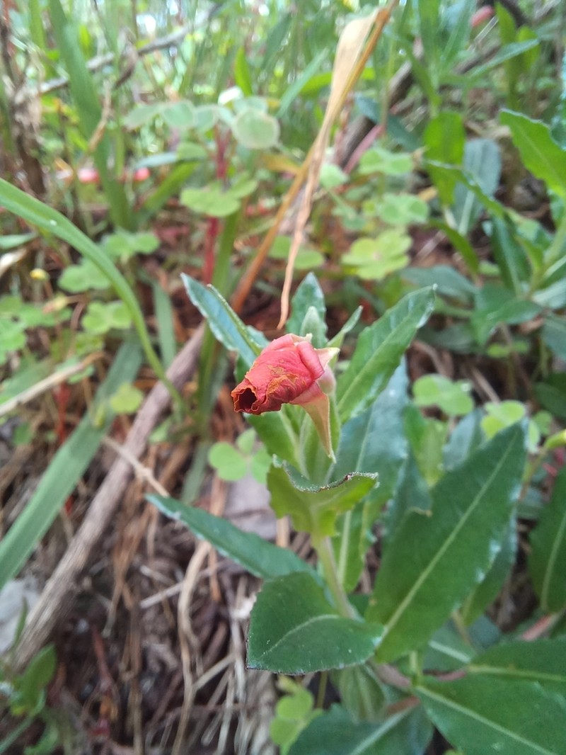 Oenothera epilobiifolia