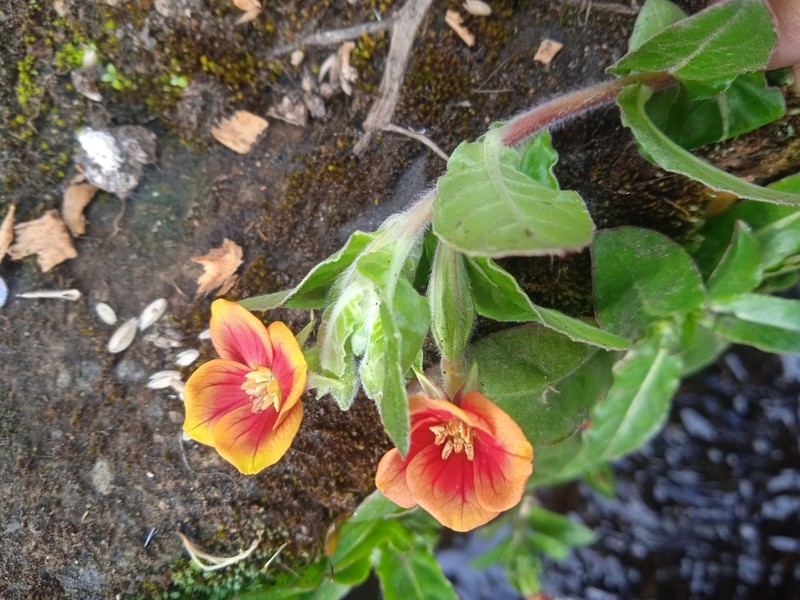 Oenothera epilobiifolia photo 2