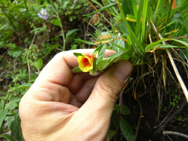 Oenothera epilobiifolia photo 3