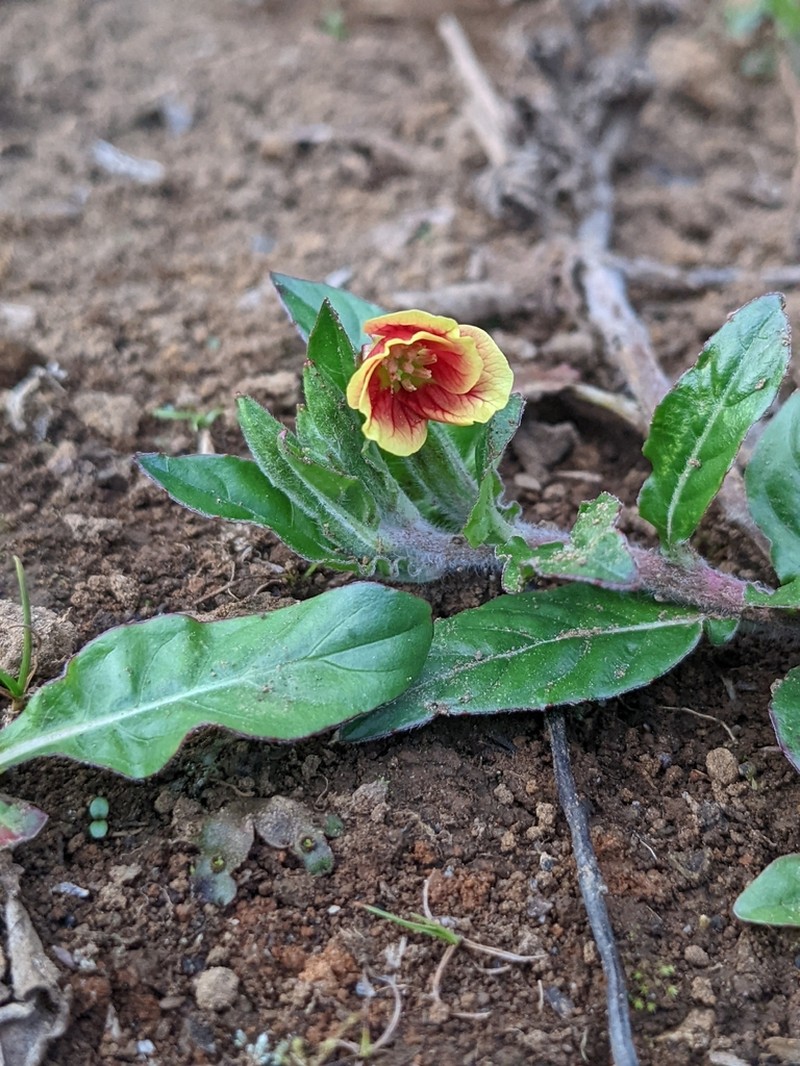 Oenothera epilobiifolia photo 4