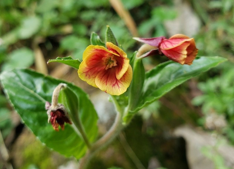 Oenothera epilobiifolia photo 5
