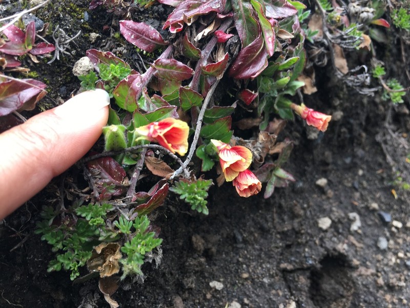 Oenothera epilobiifolia photo 6