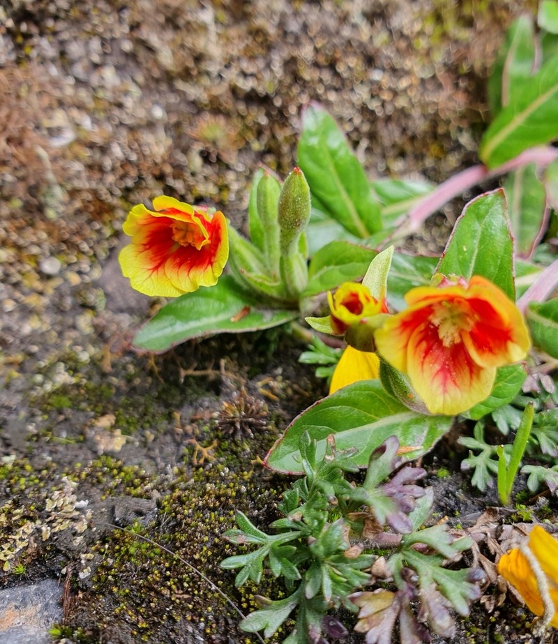 Oenothera epilobiifolia photo 7