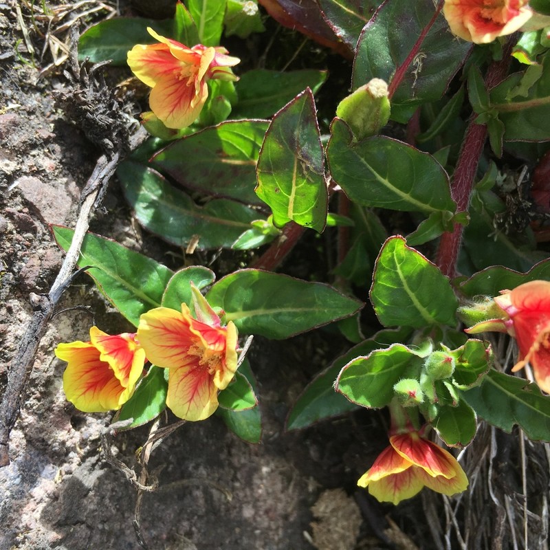 Oenothera epilobiifolia photo 8