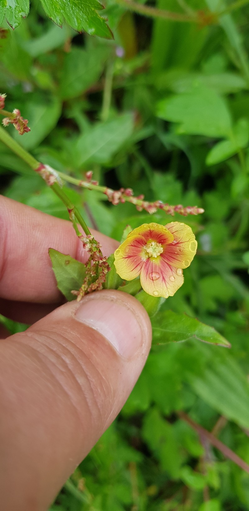 Oenothera epilobiifolia subsp. cuprea