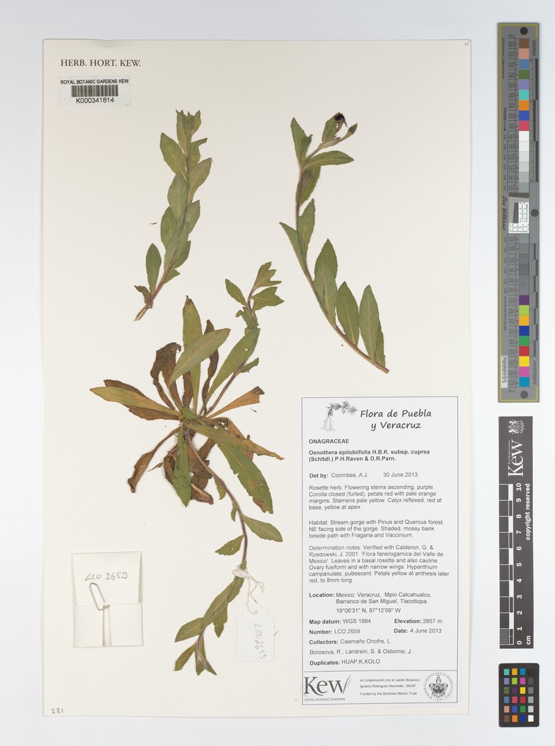 Oenothera epilobiifolia subsp. cuprea photo 3