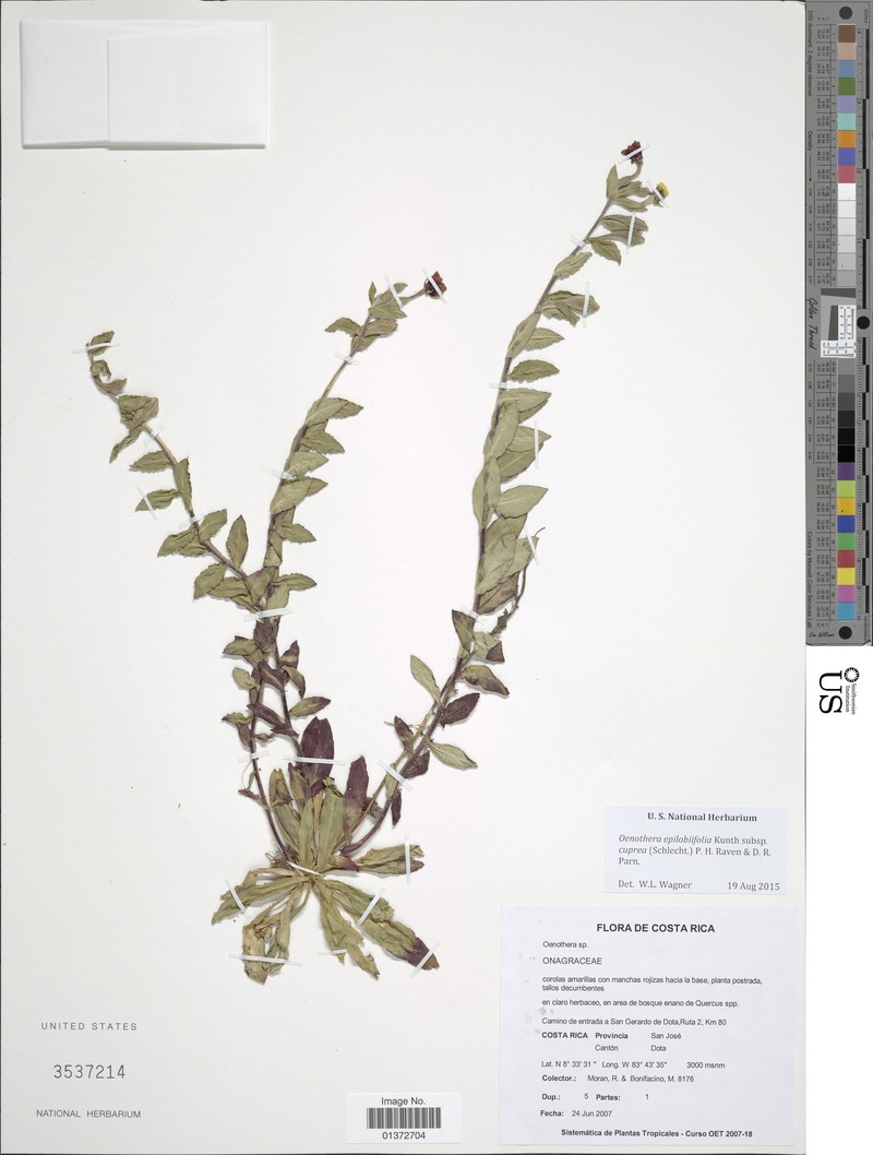 Oenothera epilobiifolia subsp. cuprea photo 4