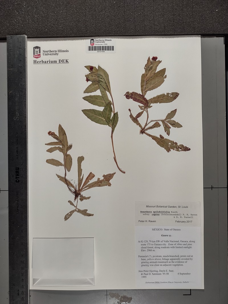 Oenothera epilobiifolia subsp. cuprea photo 5