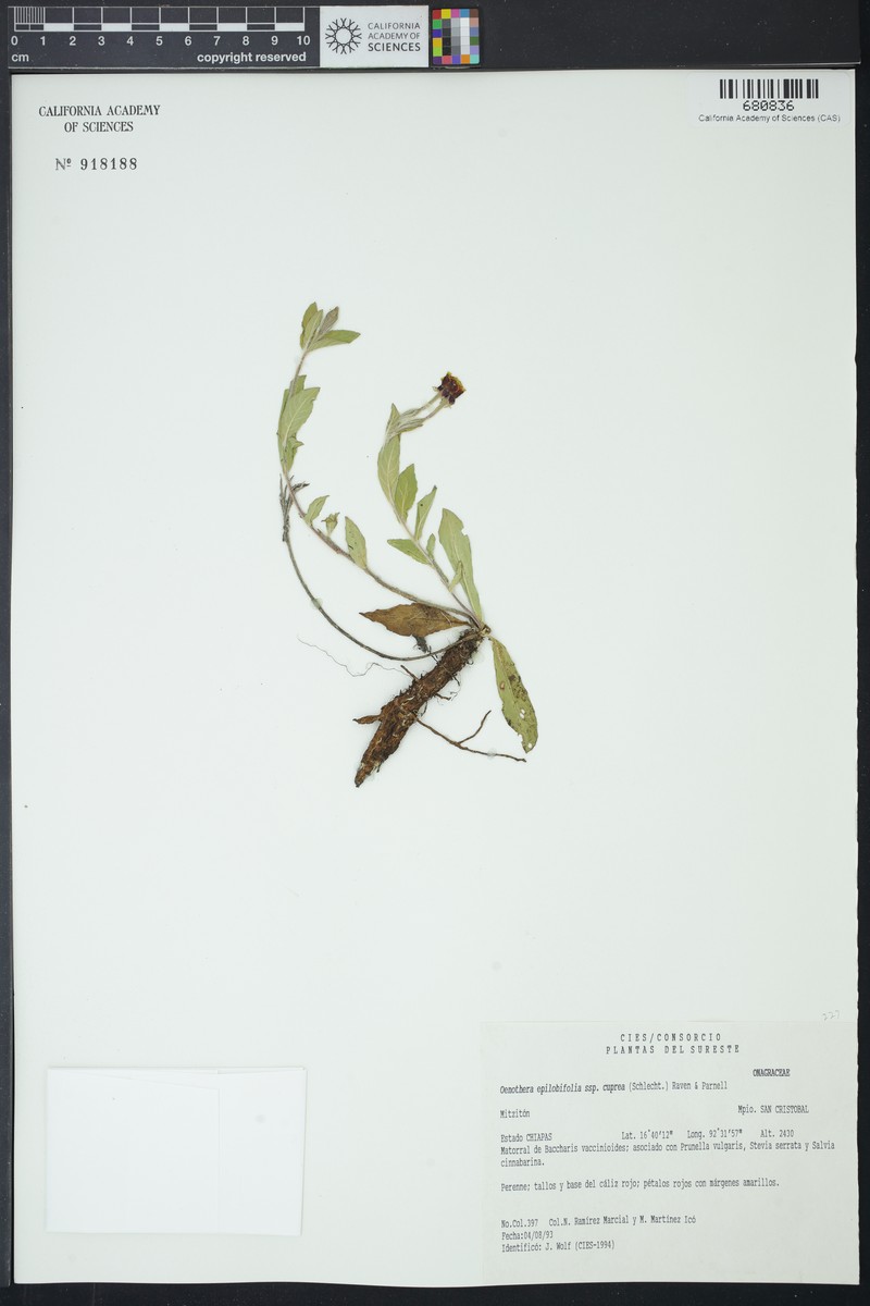 Oenothera epilobiifolia subsp. cuprea photo 6