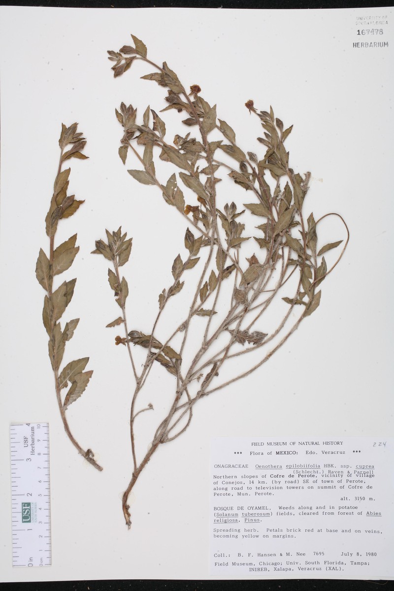 Oenothera epilobiifolia subsp. cuprea photo 7