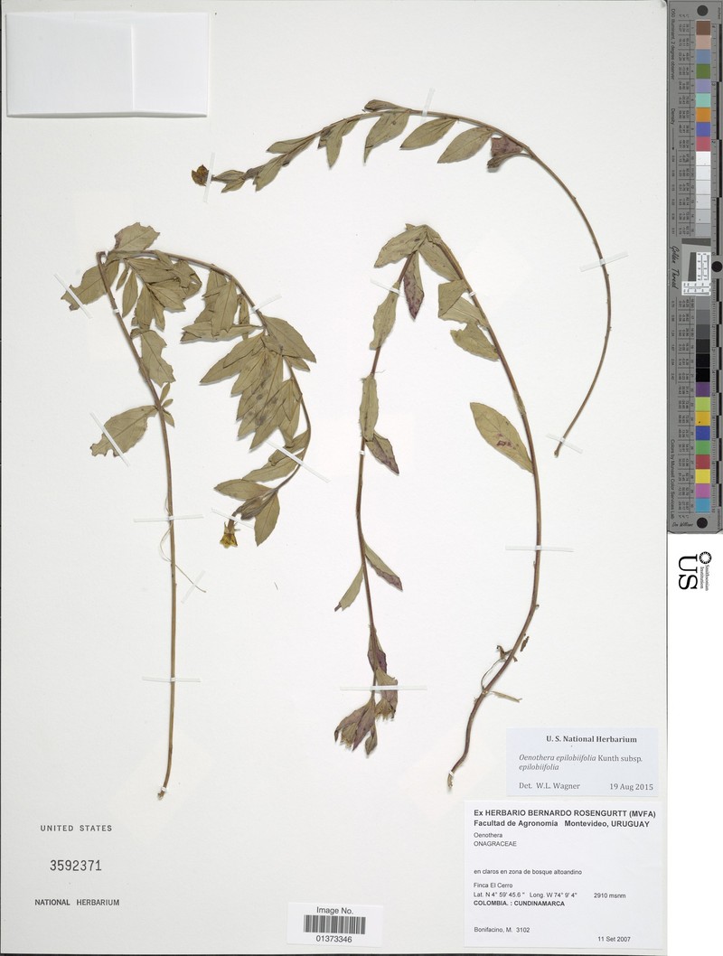 Oenothera epilobiifolia subsp. epilobiifolia