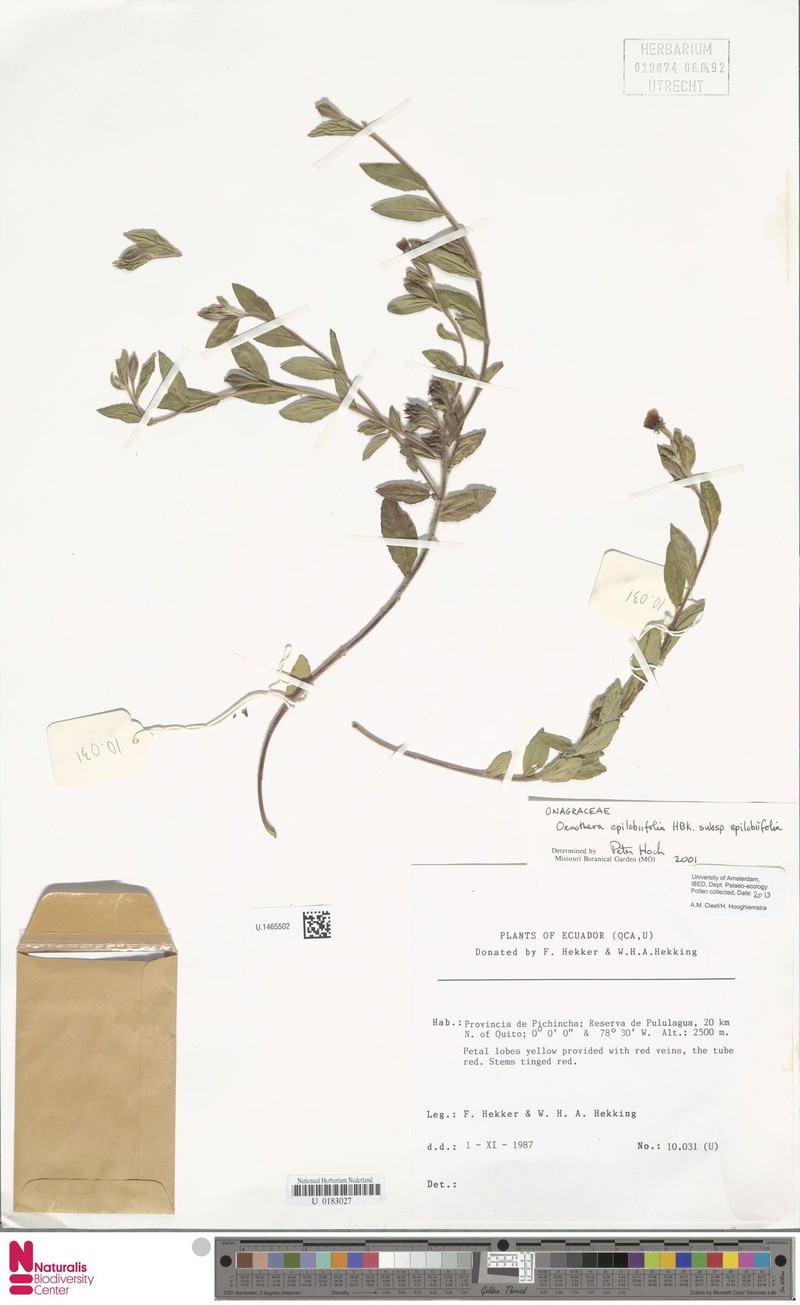Oenothera epilobiifolia subsp. epilobiifolia photo 2