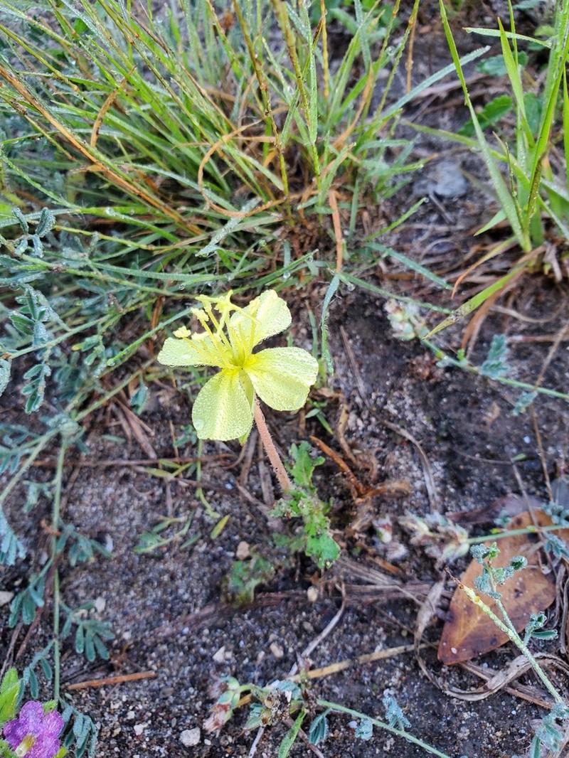 Royal Evening Primrose photo 5