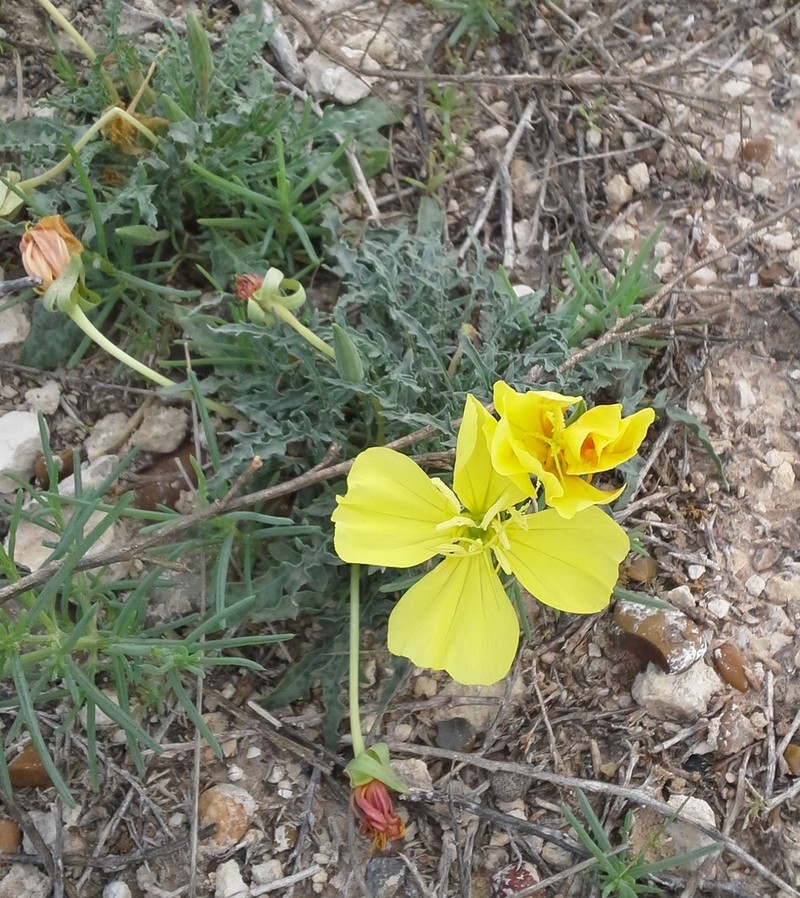 Royal Evening Primrose