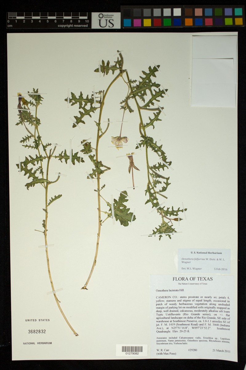 Royal Evening Primrose photo 3