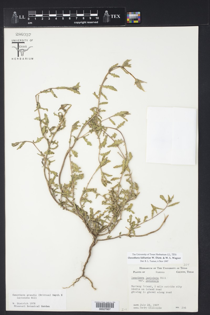 Royal Evening Primrose photo 4